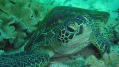 Sea nature ocean underwater sea turtles