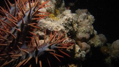 Sea nature ocean underwater sea urchins