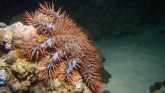 Sea nature ocean underwater sea urchins