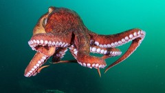 Sea nature ocean underwater seascape octopuses Alexander Semenov