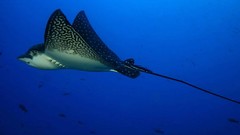 Sea nature ocean underwater stingray
