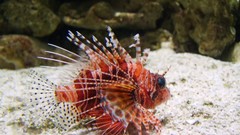 Sea nature ocean underwater Tigerfish