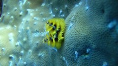 Sea nature ocean underwater Tree Worms