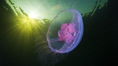 Sea nature sun ocean jellyfish underwater Alexander Semenov