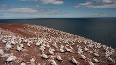 Sea nature water Birds flock sea shorelines waterscapes