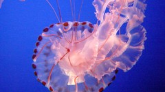 Sea nettle jelly high