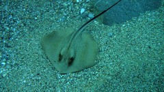 Sea ocean underwater manta ray