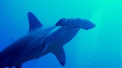 Sea ocean underwater Sharks Hammerhead Shark