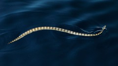 Sea Persian Earth gulf national geographic