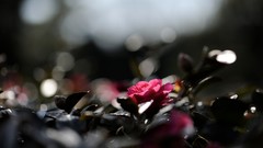 Sea Plants pink roses