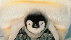 Sea safe Harbor Antarctica emperor penguins