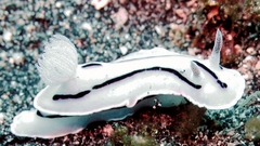 Sea slugs nature