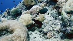 Sea summer Beaches 1955 yun