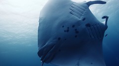 Sea summer Beaches yun manta ray