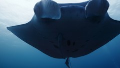 Sea summer Beaches yun manta ray