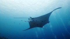 Sea summer Beaches yun manta ray