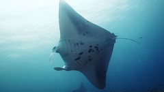 Sea summer Beaches yun manta ray