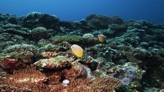 Sea summer fish underwater Beaches coral reef