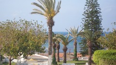 Sea Trees modified palmier bungalou