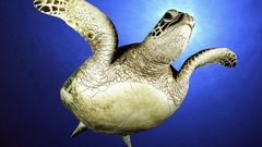 Sea turtles