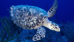 Sea turtles