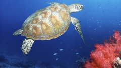 Sea turtles