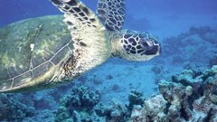 Sea turtles underwater