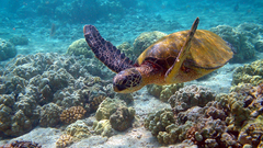 Sea turtles underwater