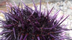 Sea urchins