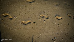 Sea Walk the Line Beaches footsteps seashells