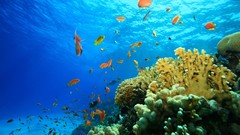 Sea water blue fish Plants underwater Underwater World seashells