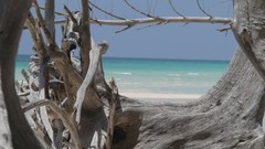 Sea water ocean Majestic flying white sand Bahamas Beaches new 