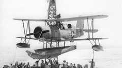 Seagull high bird Curtis