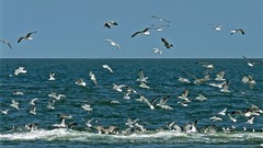 Seagulls Oceans