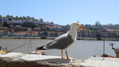 Seagulls Porto