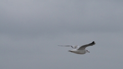 Seagulls seagull bird