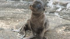 Seal cute please Cutie Your thing high post