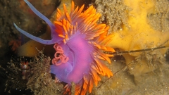 Sealife Sea slugs Animals