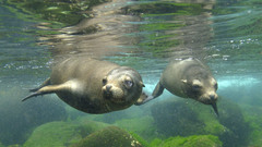 Seals Animals