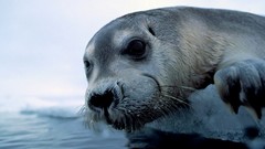 Seals Animals national geographic