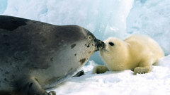 Seals Animals wildlife