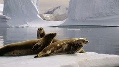 Seals Antarctica The South Pole