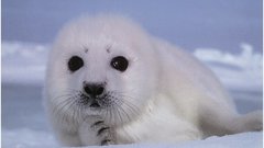 Seals baby animals