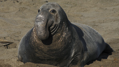 Seals elephant seals