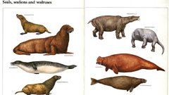 Seals Mammals sea lions