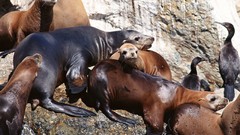 Seals rocks sea lions