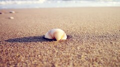 seashell sand beach nature outdoors
