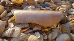 Seashells
