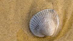 Seashells Beaches