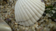 Seashells different look